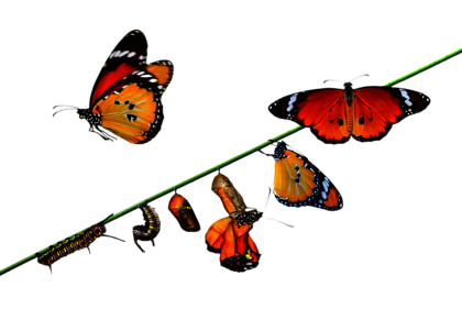 lifecycle-butterflies-transp
